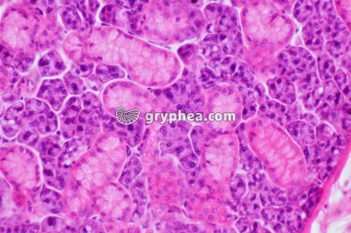 Glande salivaire x100 - gryphea.org